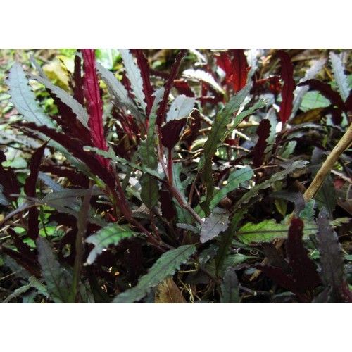 Hemigraphis Repanda / Ejder Dili 10 Kök 8-10 Cm