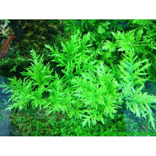 .Hygrophila difformis (Çınar) 10 kök