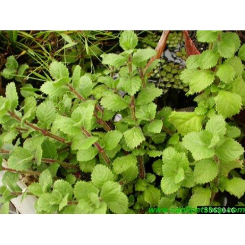 .Hygrophila difformis (Çınar) 5 kök