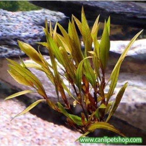 Hygrophila Augustifolia 5 Kök