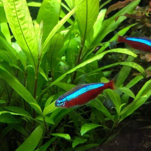Hygrophila Siamensis Tütün 10 Kök