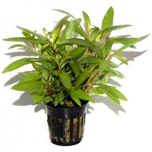 Hygrophila Siamensis Tütün 1 Saksı 5 Kök