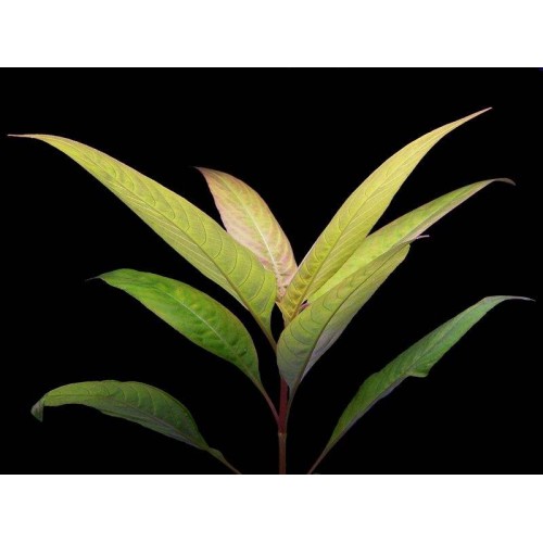 Hygrophila Siamensis Tütün 1 Saksı 5 Kök