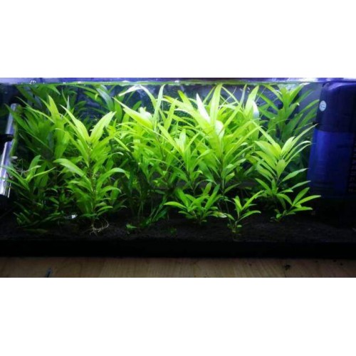 Hygrophila Siamensis Tütün 5 Kök