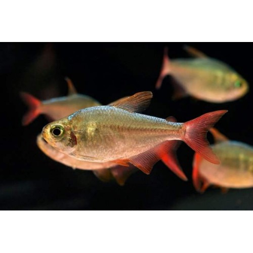 Tetra Kolombia Sürü Balığı 5 Ad 3-4 Cm