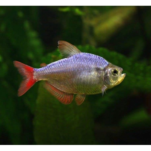 Tetra Kolombia Sürü Balığı 5 Ad 3-4 Cm