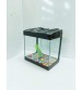 Hediyelik Luks Japon Akvaryumu  (2 ad japon+Akvaryum+Filtre+Kum+Bitki+Yem 1 Ad Ücretsiz kargo