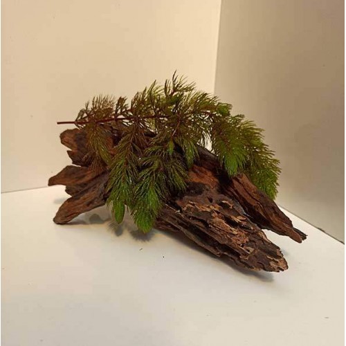 Mango köküne Sarılı Çam bitkisi Kök Boy : 20 CM civarı