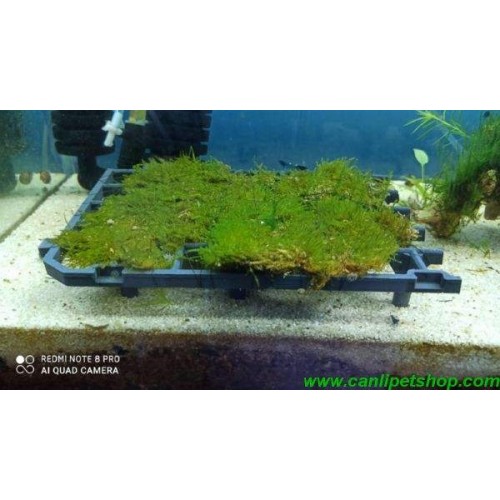 Moss sarılı platform 15 x 15 cm