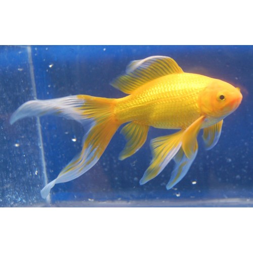 Japon Balığı YELLOW 1 Adet 6-9 Cm Civarı NADİR TÜR