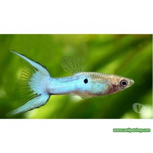 Endler Blue  1 Adet 2-4 Cm