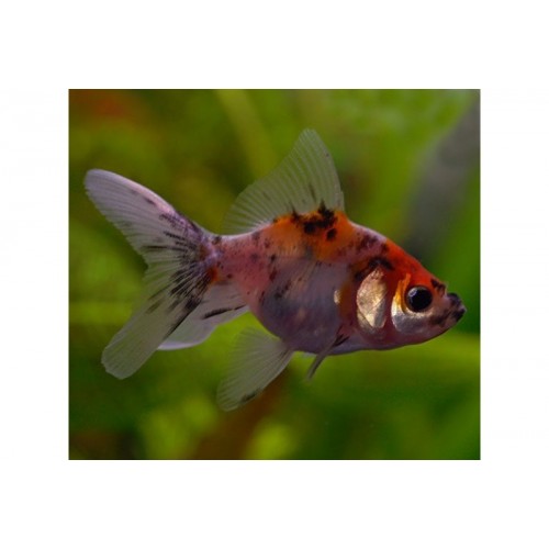 Japon Balığı Kaliko 1 Ad 6-9 Cm