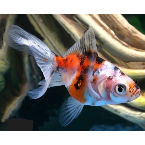 Japon Balığı Kaliko 1 Ad 6-9 Cm