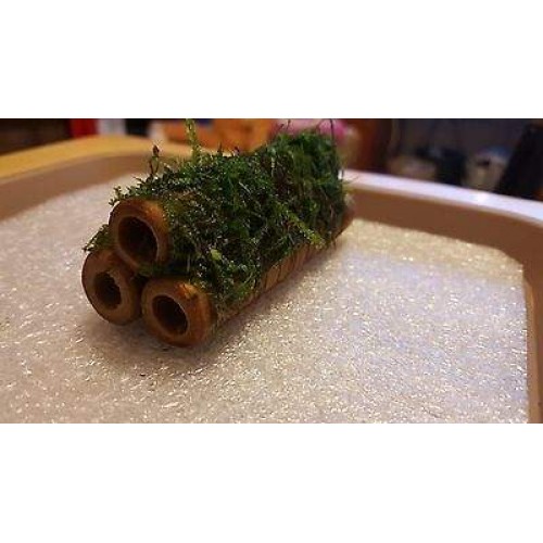 Y-Moss 3 lü Kamışa Tutturulmuş ( Karides Yuvası ve Üretim Kamışı)