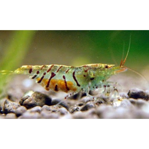 Kaplan Karides 1 Adet 1-2 Cm