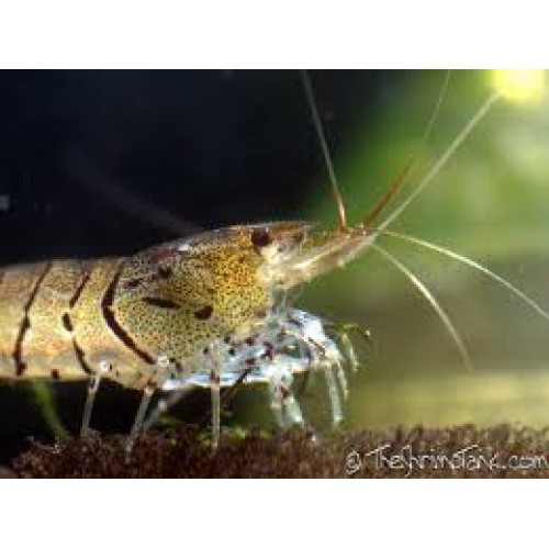 Kaplan Karides 1 Adet 1-2 Cm