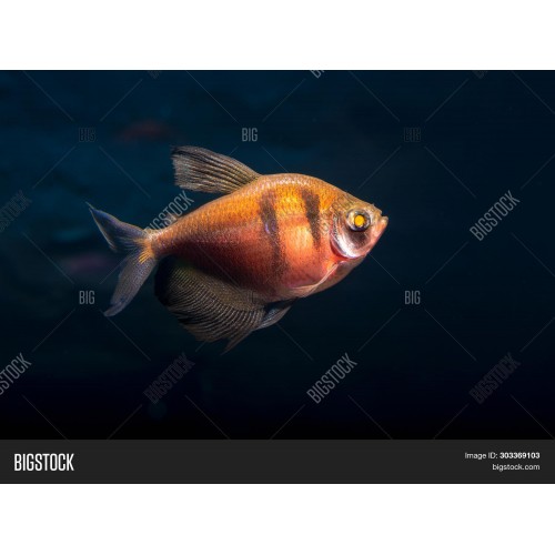 Tetra Transgenic Neon Karamel 1 Ad 2-4 Cm Bakımı Kolay-Uysal