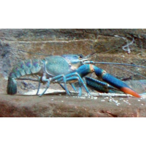 Kerevit Cherax Yavru 1 Adet 1.5-2 Cm