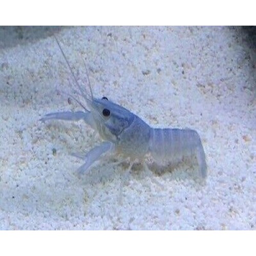 Kerevit Cherax Yavru 1 Adet 1.5-2 Cm