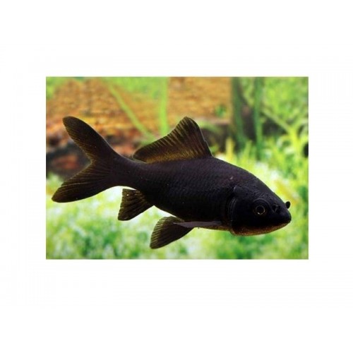 Koi Balığı Siyah 5 Ad 10-12 Cm Full Black  A+Grade 