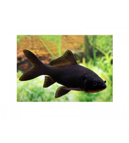 Koi Balığı Siyah 1 Ad 10-12 Cm FULL BLACK A+GRADE 