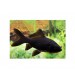 Koi Balığı Siyah 5 Ad 10-12 Cm Full Black  A+Grade 