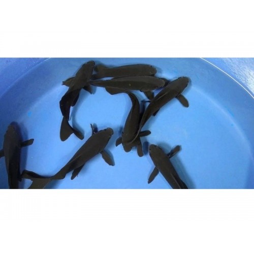Koi Balığı Siyah 1 Ad 10-12 Cm FULL BLACK A+GRADE 
