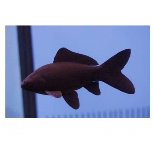 Koi Balığı Siyah 5 Ad 10-12 Cm Full Black  A+Grade 