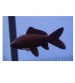Koi Balığı Siyah 1 Ad 10-12 Cm FULL BLACK A+GRADE 