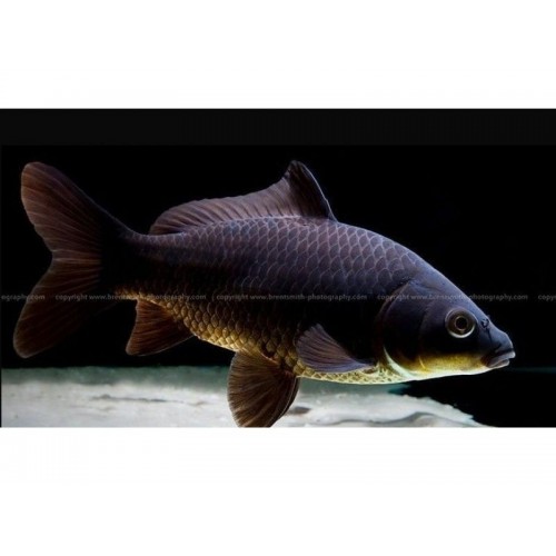Koi Balığı Siyah 1 Ad 4-6 Cm Nadir Renk