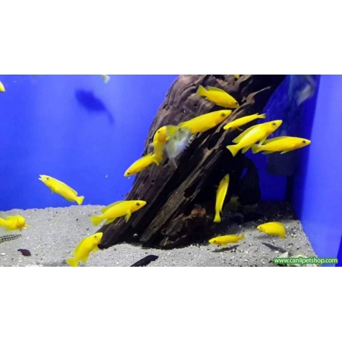 Leleupi Ciklet 1 Adet Nadir Tür 5-6 Cm