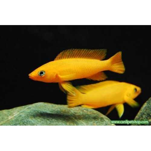 Leleupi  10 Adet Anaç 7-10 Cm