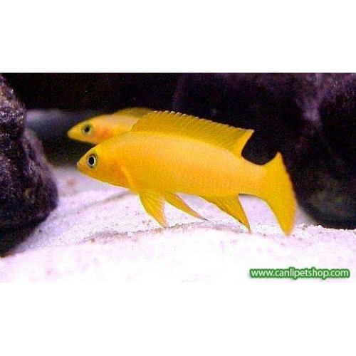 Leleupi Ciklet 1 Adet Nadir Tür 5-6 Cm