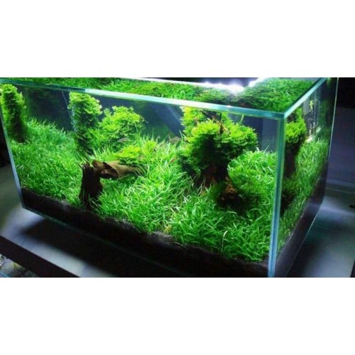 Lilaeopsis brasiliensis Zemin Bitkisi 1 Buket 15-20 Kök