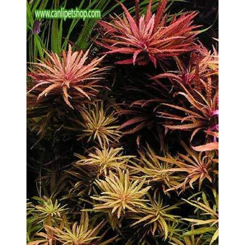 Limnophila Aromatica 5 kök