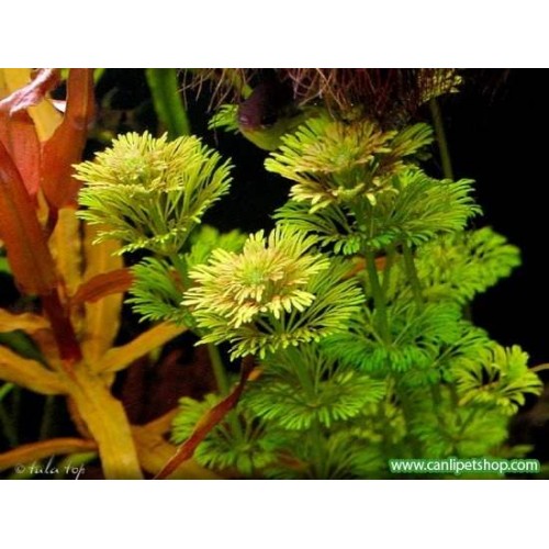 Limnophila sessiliflora 10 kök