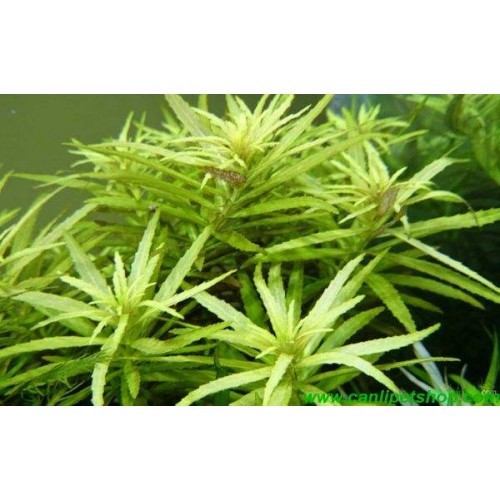 Limnophila Aromatica 5 kök