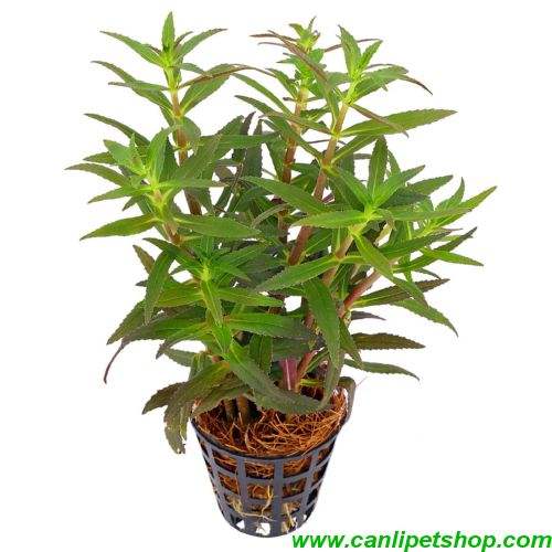 Limnophila Aromatica 1 Saksı 4 Kök 8-10 Cm