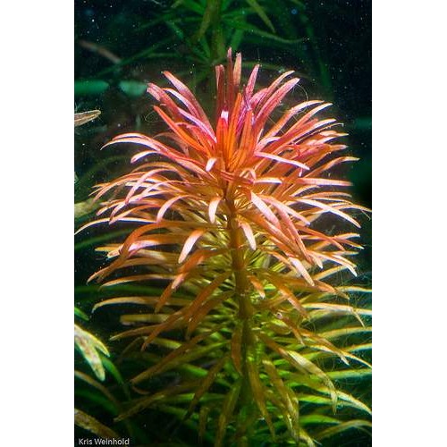 Limnophila Aromatica 1 Saksı 4 Kök 8-10 Cm