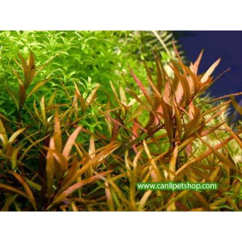 Ludwigia Arcuata 3 Kök