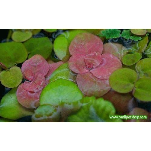Ludwigia helminthorrhiza 5 dal