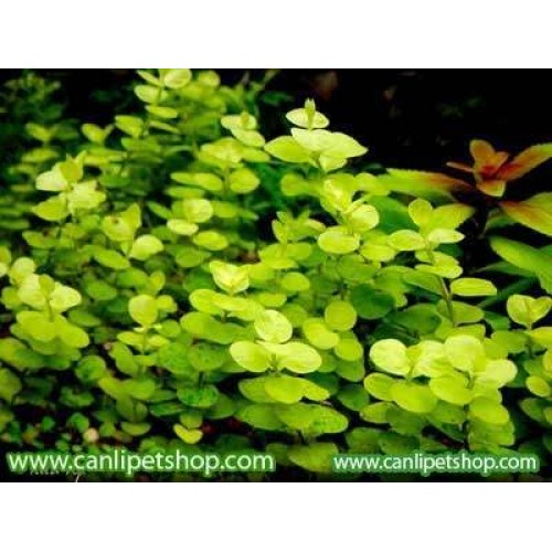 Lysimachia nummularia 5 kök