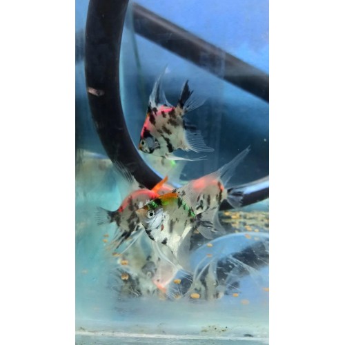 Melek Neon Transgenic 1 Adet 7-8 cm TÜRKİYEDE İLK NADİR TÜR 