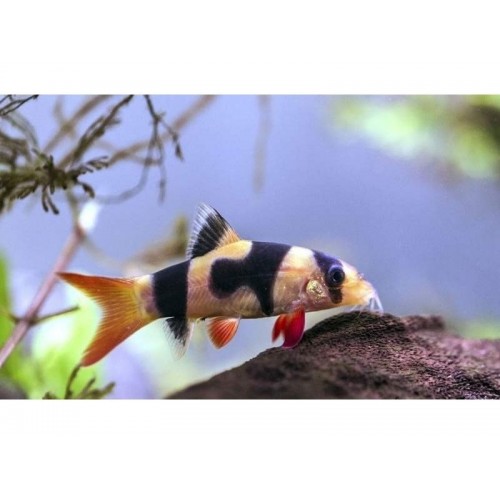 Botia  Makrakanta (Salyangoz Yiyen Balık) 1 Adet 3-5 Cm