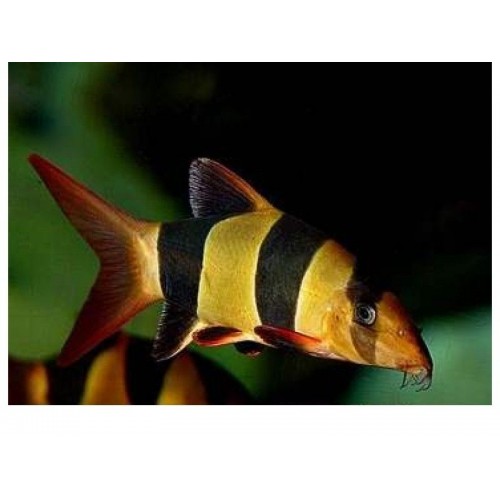 Botia  Makrakanta (Salyangoz Yiyen Balık) 1 Adet 3-5 Cm