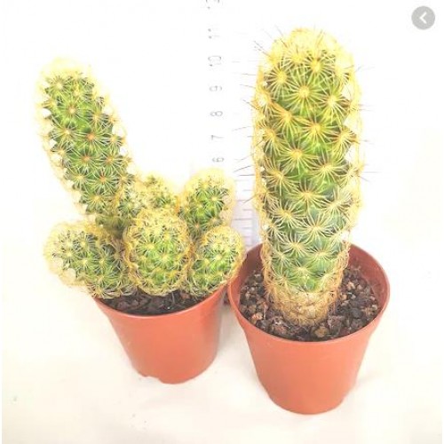 Mammillaria elongata kaktüsü