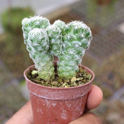 Mammillaria Gracilis Kaktüs 1 saksı