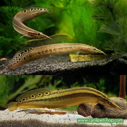 .Zig Zag Tarak Balığı Spiny Eel (Macrognathus siamensis) 1 Adet 9-10 Cm