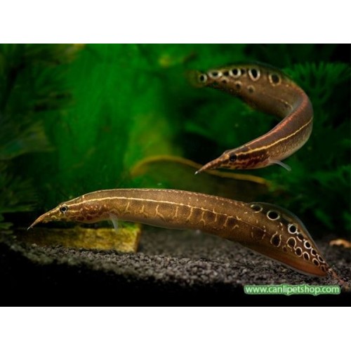 .Zig Zag Tarak Balığı Spiny Eel (Macrognathus siamensis) 1 Adet 9-10 Cm