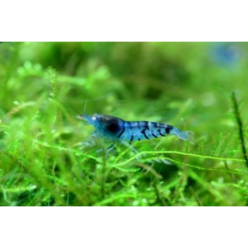 inci Karides Mavi 4 Adet 1-2 Cm